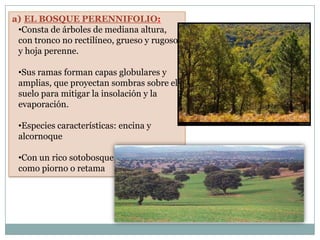 a) EL BOSQUE PERENNIFOLIO:
 •Consta de árboles de mediana altura,
 con tronco no rectilíneo, grueso y rugoso,
 y hoja perenne.

 •Sus ramas forman capas globulares y
 amplias, que proyectan sombras sobre el
 suelo para mitigar la insolación y la
 evaporación.

 •Especies características: encina y
 alcornoque

 •Con un rico sotobosque, con especies
 como piorno o retama
 