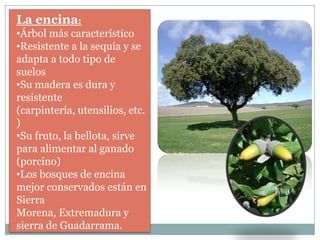 La encina:
•Árbol más característico
•Resistente a la sequía y se
adapta a todo tipo de
suelos
•Su madera es dura y
resistente
(carpintería, utensilios, etc.
)
•Su fruto, la bellota, sirve
para alimentar al ganado
(porcino)
•Los bosques de encina
mejor conservados están en
Sierra
Morena, Extremadura y
sierra de Guadarrama.
 
