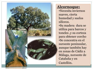 Alcornoque:
•Necesita inviernos
suaves, cierta
humedad y suelos
silíceos.
•Su madera dura se
utiliza para barcos y
toneles ,y su corteza
para obtener corcho
•Se concentra en el
suroeste peninsular,
aunque también hay
en zonas de Cádiz a
Málaga, noroeste de
Cataluña y en
Castellón.
 