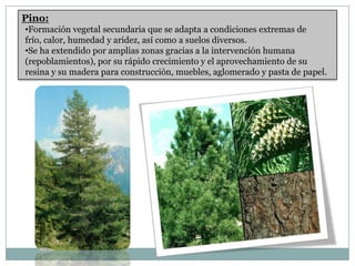 Pino:
•Formación vegetal secundaria que se adapta a condiciones extremas de
frío, calor, humedad y aridez, así como a suelos diversos.
•Se ha extendido por amplias zonas gracias a la intervención humana
(repoblamientos), por su rápido crecimiento y el aprovechamiento de su
resina y su madera para construcción, muebles, aglomerado y pasta de papel.
 