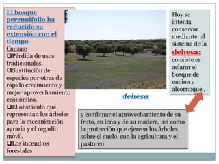 El bosque                                                   Hoy se
perennifolio ha                                             intenta
reducido su                                                 conservar
extensión con el                                            mediante el
tiempo                                                      sistema de la
Causas:
                                                            dehesa:
Pérdida de usos
                                                            consiste en
tradicionales.
                                                            aclarar el
Sustitución de
                                                            bosque de
especies por otras de
                                                            encina y
rápido crecimiento y
                                                            alcornoque ,
mejor aprovechamiento
económico.                               dehesa
El obstáculo que
representan los árboles   y combinar el aprovechamiento de su
para la mecanización      fruto, su leña y de su madera, así como
agraria y el regadío      la protección que ejercen los árboles
móvil.                    sobre el suelo, con la agricultura y el
Los incendios            pastoreo
forestales
 