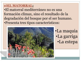 a)EL MATORRAL:
•El matorral mediterráneo no es una
formación clímax, sino el resultado de la
degradación del bosque por el ser humano.
•Presenta tres tipos característicos:

                              •La maquia
                               •La garriga
                                •La estepa
 