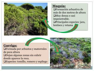 Maquia:
                                        Formación arbustiva de
                                        más de dos metros de altura
                                        Muy densa e casi
                                        impenetrable.
                                        Principales especies: jara,
                                        lentisco y retama




Garriga:
Formada por arbustos y matorrales
de poca altura
Dejan algunas zonas sin cubrir
donde aparece la roca.
Especies: tomillo, romero y espliego
 