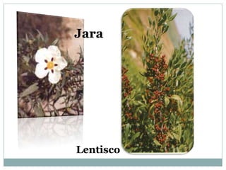 Jara




Lentisco
 