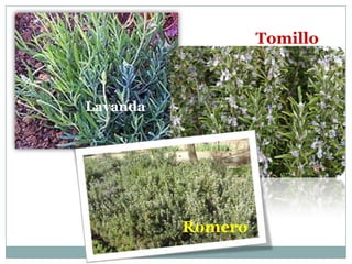 Tomillo



Lavanda




          Romero
 