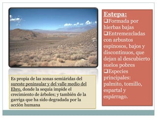 Estepa:
                                           Formada por
                                           hierbas bajas
                                           Entremezcladas
                                           con arbustos
                                           espinosos, bajos y
                                           discontinuos, que
                                           dejan al descubierto
                                           suelos pobres
                                           Especies
Es propia de las zonas semiáridas del      principales:
sureste peninsular y del valle medio del   palmito, tomillo,
Ebro, donde la sequía impide el            espartal y
crecimiento de árboles; y también de la
                                           espárrago.
garriga que ha sido degradada por la
acción humana
 