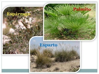 Palmito
Espárrago




            Esparto
 