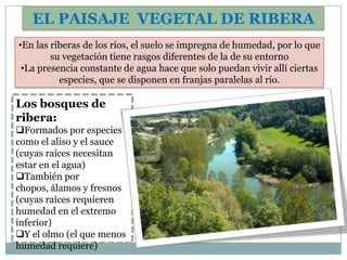 EL PAISAJE VEGETAL DE RIBERA
•En las riberas de los ríos, el suelo se impregna de humedad, por lo que
        su vegetación tiene rasgos diferentes de la de su entorno
 •La presencia constante de agua hace que solo puedan vivir allí ciertas
          especies, que se disponen en franjas paralelas al río.

Los bosques de
ribera:
Formados por especies
como el aliso y el sauce
(cuyas raíces necesitan
estar en el agua)
También por
chopos, álamos y fresnos
(cuyas raíces requieren
humedad en el extremo
inferior)
Y el olmo (el que menos
humedad requiere)
 