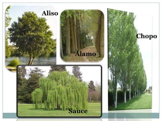 Aliso


                 Chopo

         Álamo




        Sauce
 