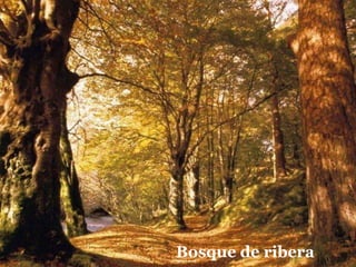 Bosque de ribera
 