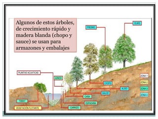 Algunos de estos árboles,
de crecimiento rápido y
madera blanda (chopo y
sauce) se usan para
armazones y embalajes
 