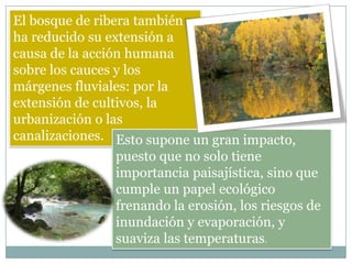 El bosque de ribera también
ha reducido su extensión a
causa de la acción humana
sobre los cauces y los
márgenes fluviales: por la
extensión de cultivos, la
urbanización o las
canalizaciones. Esto supone un gran impacto,
               puesto que no solo tiene
               importancia paisajística, sino que
               cumple un papel ecológico
               frenando la erosión, los riesgos de
               inundación y evaporación, y
               suaviza las temperaturas.
 