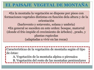 EL PAISAJE VEGETAL DE MONTAÑA
    En la montaña la vegetación se dispone por pisos con
formaciones vegetales distintas en función dela altura y de la
                         orientación
          (barlovento y sotavento, solana y umbría)
   En general se suceden en este orden: bosque, matorral
  (donde el frío impide el crecimiento de árboles) , prado, y
                      plantas rupícolas
                (adaptadas a vivir en las rocas)


 Características de la vegetación de montaña según el tipo
 de éstas:
      A. Vegetación de la montaña alpina o pirenaica
      B. Vegetación del resto de las montañas peninsulares
 