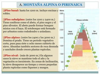 A. MONTAÑA ALPINA O PIRENAICA
Piso basal: hasta los 1200 m. incluye encinas y
robles.

Piso subalpino: (entre los 1200 y 2400 m.)
Tiene coníferas como el abeto, el pino negro y el
pino silvestre. El abeto puede formar bosques
mixtos con el haya. El sotobosque está formado
por arbustos como rododendro o arándano.

Piso alpino: (entre los 2400 y los 3000 m.)
Domina el prado. Tiene un periodo vegetativo
corto, pues pasa siete u ocho meses cubierto de
nieve. Abundan también sectores de roca desnuda
y canchales donde crecen plantas rupícolas.

Piso nival: (más de 3000 m.) En algunos
casos la nieve se mantiene todo el año y la
vegetación es inexistente. En zonas de inclinación,
la nieve desaparece un tiempo y crecen pequeñas
planta rupícolas como líquenes y musgos.
 