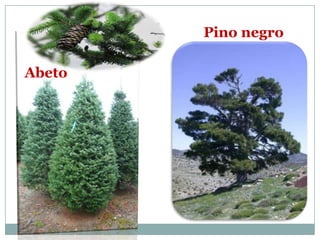 Pino negro

Abeto
 
