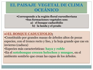 EL PAISAJE VEGETAL DE CLIMA
             OCEÁNICO
         Corresponde a la región floral eurosiberiana
               Sus formaciones vegetales son:
                  a) el bosque caducifolio
                    b) la landa y el prado


a)EL BOSQUE CADUCIFOLIO:
•Constituido por grandes masas de árboles altos de pocas
especies, con el tronco recto y liso, y la hoja grande que cae en
invierno (caduca)
•Especies más características: haya y roble
•En el sotobosque crecen helechos y musgos, en el
ambiente sombrío que crean las capas de los árboles.
 