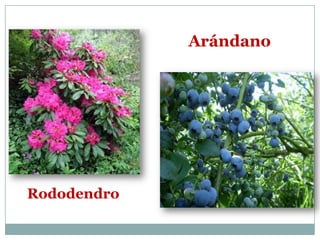 Arándano




Rododendro
 