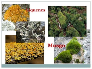 Líquenes




           Musgo
 