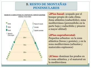 B. RESTO DE MONTAÑAS
    PENINSULARES
           Piso basal: ocupado por el
           bosque propio de cada clima.
           Zona atlántica (caducifolio), zona
           mediterránea (perennifolio en la
           parte baja y caducifolio y pinares
           a mayor altitud)

           Piso supraforestal:
           Pequeños arbustos: en la zona
           atlántica (brezo y genista), y en la
           zona mediterránea (arbustos y
           matorrales espinosos)


           Cima: dominan los prados en
           la zona atlántica, y el matorral en
           la mediterránea
 