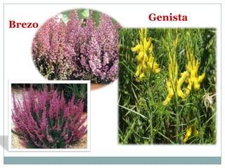 Genista
Brezo
 