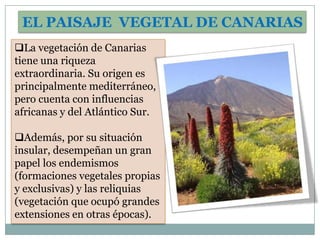 EL PAISAJE VEGETAL DE CANARIAS
La vegetación de Canarias
tiene una riqueza
extraordinaria. Su origen es
principalmente mediterráneo,
pero cuenta con influencias
africanas y del Atlántico Sur.

Además, por su situación
insular, desempeñan un gran
papel los endemismos
(formaciones vegetales propias
y exclusivas) y las reliquias
(vegetación que ocupó grandes
extensiones en otras épocas).
 