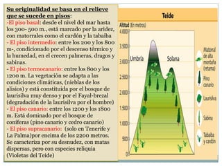 Su originalidad se basa en el relieve
que se sucede en pisos:
-El piso basal: desde el nivel del mar hasta
los 300- 500 m., está marcado por la aridez,
con matorrales como el cardón y la tabaiba
- El piso intermedio: entre los 200 y los 800
m-, condicionado por el descenso térmico y
la humedad, en el crecen palmeras, dragos y
sabinas.
- El piso termocanario: entre los 800 y los
1200 m. La vegetación se adapta a las
condiciones climáticas, (nieblas de los
alisios) y está constituida por el bosque de
laurisilva muy denso y por el Fayal-brezal
(degradación de la laurisilva por el hombre)
- El piso canario: entre los 1200 y los 1800
m. Está dominado por el bosque de
coníferas (pino canario y cedro canario)
- El piso supracanario: (solo en Tenerife y
La Palma)por encima de los 2200 metros.
Se caracteriza por su desnudez, con matas
dispersas, pero con especies reliquia
(Violetas del Teide)
 