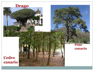 Drago




             Pino
             canario

Cedro
canario
 