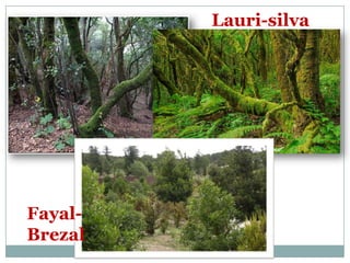 Lauri-silva




Fayal-
Brezal
 