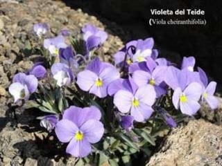 La vegetación en españa