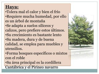 Haya:
•Tolera mal el calor y bien el frío
•Requiere mucha humedad, por ello
es un árbol de montaña
•Se adapta a suelos silíceos y
calizos, pero prefiere estos últimos.
•Su crecimiento es bastante lento
•Su madera, dura y de buena
calidad, se emplea para muebles y
utensilios.
•Forma bosques específicos o mixtos
con el roble
•Su área principal es la cordillera
Cantábrica y el Pirineo navarro
 