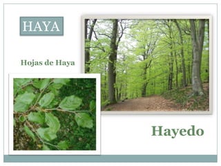 HAYA

Hojas de Haya




                Hayedo
 