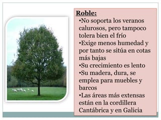 Roble:
 •No soporta los veranos
 calurosos, pero tampoco
 tolera bien el frío
 •Exige menos humedad y
 por tanto se sitúa en cotas
 más bajas
 •Su crecimiento es lento
 •Su madera, dura, se
 emplea para muebles y
 barcos
 •Las áreas más extensas
 están en la cordillera
 Cantábrica y en Galicia
 
