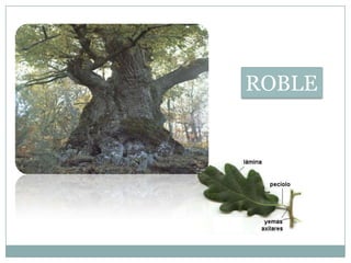 ROBLE
 