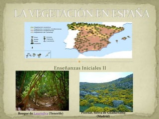 Enseñanzas Iniciales II
Bosque de Laurisilva (Tenerife) Piornal, Sierra de Guadarrama
(Madrid)
 