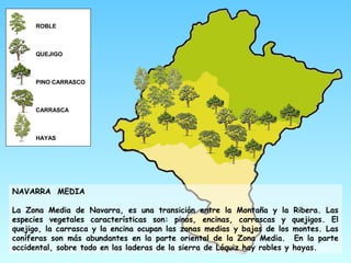 ROBLE
QUEJIGO
PINO CARRASCO
CARRASCA
HAYAS
NAVARRA MEDIA
La Zona Media de Navarra, es una transición entre la Montaña y la Ribera. Las
especies vegetales características son: pinos, encinas, carrascas y quejigos. El
quejigo, la carrasca y la encina ocupan las zonas medias y bajas de los montes. Las
coníferas son más abundantes en la parte oriental de la Zona Media. En la parte
occidental, sobre todo en las laderas de la sierra de Lóquiz hay robles y hayas.
 