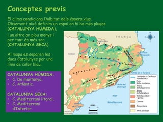 Conceptes previs
El clima condiciona l’hábitat dels éssers vius.
Observant això definim un espai on hi ha més pluges
(CATALUNYA HÚMIDA),
i un altre on plou menys i
per tant és més sec
(CATALUNYA SECA).
Al mapa es separen les
dues Catalunyes per una
línia de color blau.
CATALUNYA HÚMIDA:
• C. De muntanya,
• C. Atlàntic.
CATALUNYA SECA:
• C. Mediterrani litoral,
• C. Mediterrani
d’Interior.
 