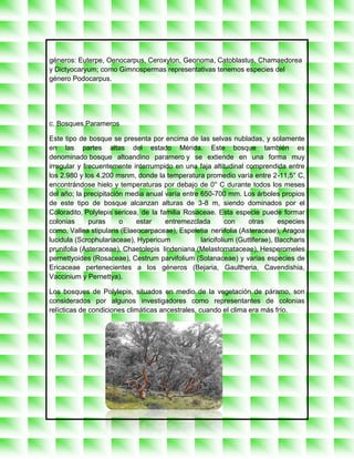 géneros: Euterpe, Oenocarpus, Ceroxylon, Geonoma, Catoblastus, Chamaedorea
y Dictyocaryum; como Gimnospermas representativas tenemos especies del
género Podocarpus.




c. Bosques Parameros

Este tipo de bosque se presenta por encima de las selvas nubladas, y solamente
en las partes altas del estado Mérida. Este bosque también es
denominado bosque altoandino paramero y se extiende en una forma muy
irregular y frecuentemente interrumpido en una faja altitudinal comprendida entre
los 2.980 y los 4.200 msnm, donde la temperatura promedio varía entre 2-11,5° C,
encontrándose hielo y temperaturas por debajo de 0° C durante todos los meses
del año; la precipitación media anual varía entre 650-700 mm. Los árboles propios
de este tipo de bosque alcanzan alturas de 3-8 m, siendo dominados por el
Coloradito, Polylepis sericea, de la familia Rosaceae. Esta especie puede formar
colonias      puras     o    estar     entremezclada        con    otras      especies
como, Vallea stipularis (Elaeocarpaceae), Espeletia neriifolia (Asteraceae), Aragoa
lucidula (Scrophulariaceae), Hypericum            laricifolium (Guttiferae), Baccharis
prunifolia (Asteraceae), Chaetolepis lindeniana (Melastomataceae), Hesperomeles
pernettyoides (Rosaceae), Cestrum parvifolium (Solanaceae) y varias especies de
Ericaceae pertenecientes a los géneros (Bejaria, Gaultheria, Cavendishia,
Vaccinium y Pernettya).

Los bosques de Polylepis, situados en medio de la vegetación de páramo, son
considerados por algunos investigadores como representantes de colonias
relícticas de condiciones climáticas ancestrales, cuando el clima era más frío.
 