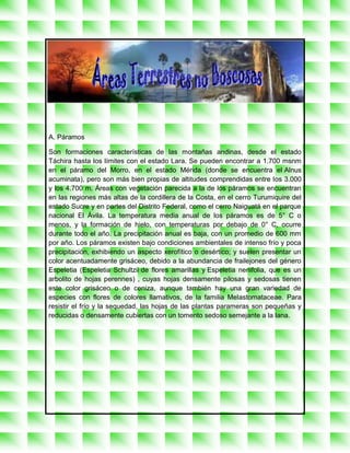 A. Páramos

Son formaciones características de las montañas andinas, desde el estado
Táchira hasta los límites con el estado Lara. Se pueden encontrar a 1.700 msnm
en el páramo del Morro, en el estado Mérida (donde se encuentra el Alnus
acuminata), pero son más bien propias de altitudes comprendidas entre los 3.000
y los 4.700 m. Áreas con vegetación parecida a la de los páramos se encuentran
en las regiones más altas de la cordillera de la Costa, en el cerro Turumiquire del
estado Sucre y en partes del Distrito Federal, como el cerro Naiguatá en el parque
nacional El Ávila. La temperatura media anual de los páramos es de 5° C o
menos, y la formación de hielo, con temperaturas por debajo de 0° C, ocurre
durante todo el año. La precipitación anual es baja, con un promedio de 600 mm
por año. Los páramos existen bajo condiciones ambientales de intenso frío y poca
precipitación, exhibiendo un aspecto xerofítico o desértico; y suelen presentar un
color acentuadamente grisáceo, debido a la abundancia de frailejones del género
Espeletia (Espeletia Schultzii de flores amarillas y Espeletia neriifolia, que es un
arbolito de hojas perennes) , cuyas hojas densamente pilosas y sedosas tienen
este color grisáceo o de ceniza, aunque también hay una gran variedad de
especies con flores de colores llamativos, de la familia Melastomataceae. Para
resistir el frío y la sequedad, las hojas de las plantas parameras son pequeñas y
reducidas o densamente cubiertas con un tomento sedoso semejante a la lana.
 