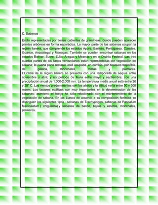 C. Sabanas

Están representadas por tierras cubiertas de gramíneas, donde pueden aparecer
plantas arbóreas en forma esporádica. La mayor parte de las sabanas ocupan la
región llanera, que comprende los estados Apure, Barinas, Portuguesa, Cojedes,
Guárico, Anzoátegui y Monagas. También se pueden encontrar sabanas en los
estados Bolívar, Sucre, Zulia, Aragua y Miranda y en el Distrito Federal. Las tres
cuartas partes de los llanos venezolanos están representadas por vegetación de
sabana; la cuarta parte restante está ocupada, en cambio, por bosques tropófilos,
de          galería,         morichales,       matas            y          palmares.
El clima de la región llanera se presenta con una temporada de sequía entre
noviembre y abril, y un período de lluvia entre mayo y septiembre; con una
precipitación anual de 1.000-2.000 mm. La temperatura media anual está entre 26
y 28° C. Los vientos predominantes son los alisios y la altitud varía entre 50 y 300
msnm. Los factores edáficos son muy importantes en la determinación de las
sabanas; asimismo el fuego ha sido relacionado con el mantenimiento de la
vegetación de sabana. En los Llanos de acuerdo a su composición florística se
distinguen los siguientes tipos : sabanas de Trachypogon, sabanas de Paspalum
fasciculatum ( chiguirera) y sabanas de banco, bajíos y esteros, morichales,
palmares.
 