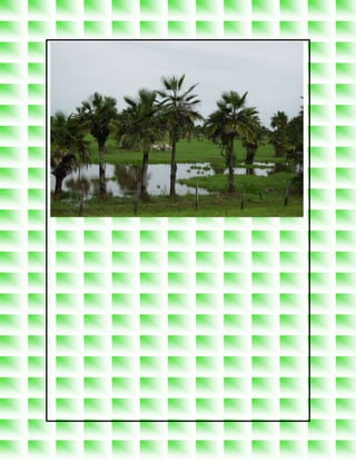 La vegetacion en venezuela