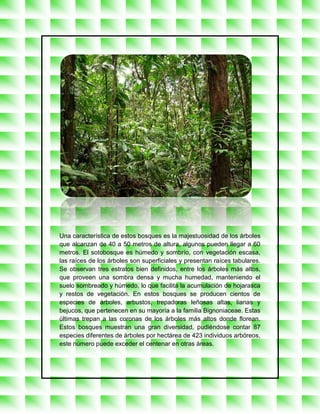 Una característica de estos bosques es la majestuosidad de los árboles
que alcanzan de 40 a 50 metros de altura, algunos pueden llegar a 60
metros. El sotobosque es húmedo y sombrío, con vegetación escasa,
las raíces de los árboles son superficiales y presentan raíces tabulares.
Se observan tres estratos bien definidos, entre los árboles más altos,
que proveen una sombra densa y mucha humedad, manteniendo el
suelo sombreado y húmedo, lo que facilita la acumulación de hojarasca
y restos de vegetación. En estos bosques se producen cientos de
especies de árboles, arbustos, trepadoras leñosas altas, lianas y
bejucos, que pertenecen en su mayoría a la familia Bignoniaceae. Estas
últimas trepan a las coronas de los árboles más altos donde florean.
Estos bosques muestran una gran diversidad, pudiéndose contar 87
especies diferentes de árboles por hectárea de 423 individuos arbóreos,
este número puede exceder el centenar en otras áreas.
 