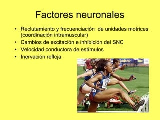 Factores neuronales Reclutamiento y frecuenciación  de unidades motrices (coordinación intramuscular) Cambios de excitación e inhibición del SNC Velocidad conductora de estímulos Inervación refleja 