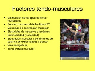 Factores tendo-musculares Distribución de los tipos de fibras musculares Sección transversal de las fibras FT Velocidad de contracción muscular Elasticidad de músculos y tendones Extensibilidad (viscosidad) Elongación muscular y condiciones de palanca de extremidades y tronco. Vías energéticas Temperatura muscular 