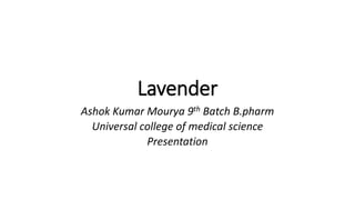 Lavender
Ashok Kumar Mourya 9th Batch B.pharm
Universal college of medical science
Presentation
 