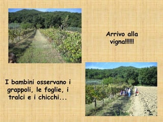 Arrivo alla
                           vigna!!!!!!




I bambini osservano i
 grappoli, le foglie, i
 tralci e i chicchi...
 