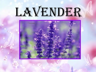 Lavender
 