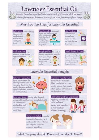 Lavender Essential Oil Benefits Uses