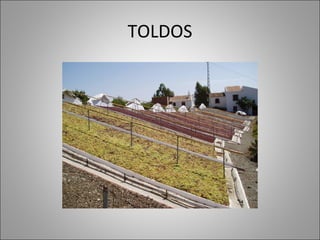 TOLDOS
 