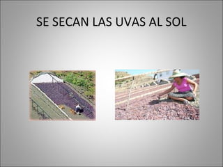 SE SECAN LAS UVAS AL SOL
 