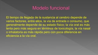 El tiempo de llegada de la sustancia al cerebro depende de
varios factores, entre ellos, la vía de entrada o consumo, que
generalmente depende de su estado físico; la vía oral es más
lenta pero más segura en términos de toxicología, la vía nasal
o inhalatoria es más rápida pero con poca diferencia en
eficiencia a la vía oral.
 